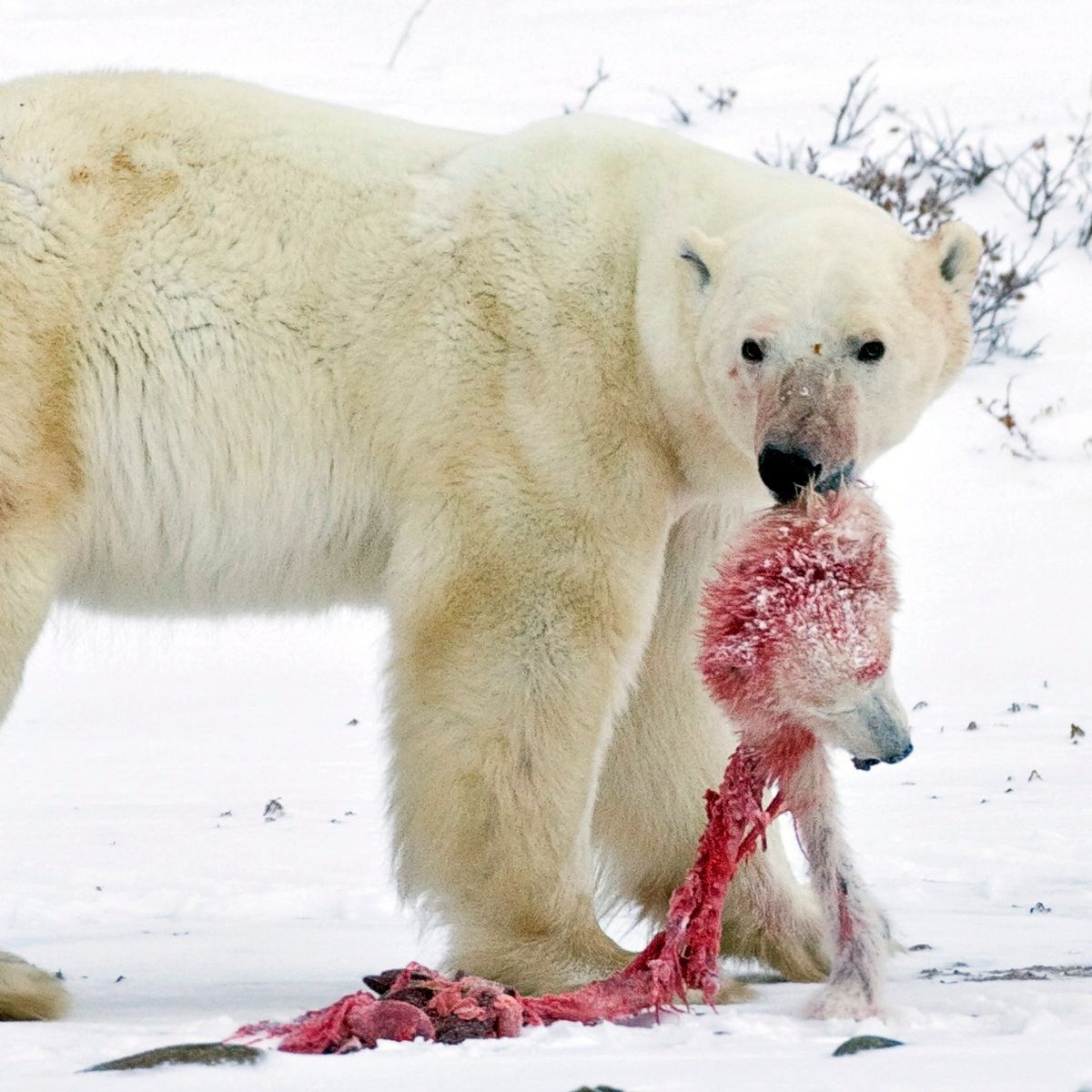 Makanan Beruang Kutub - KibrisPDR