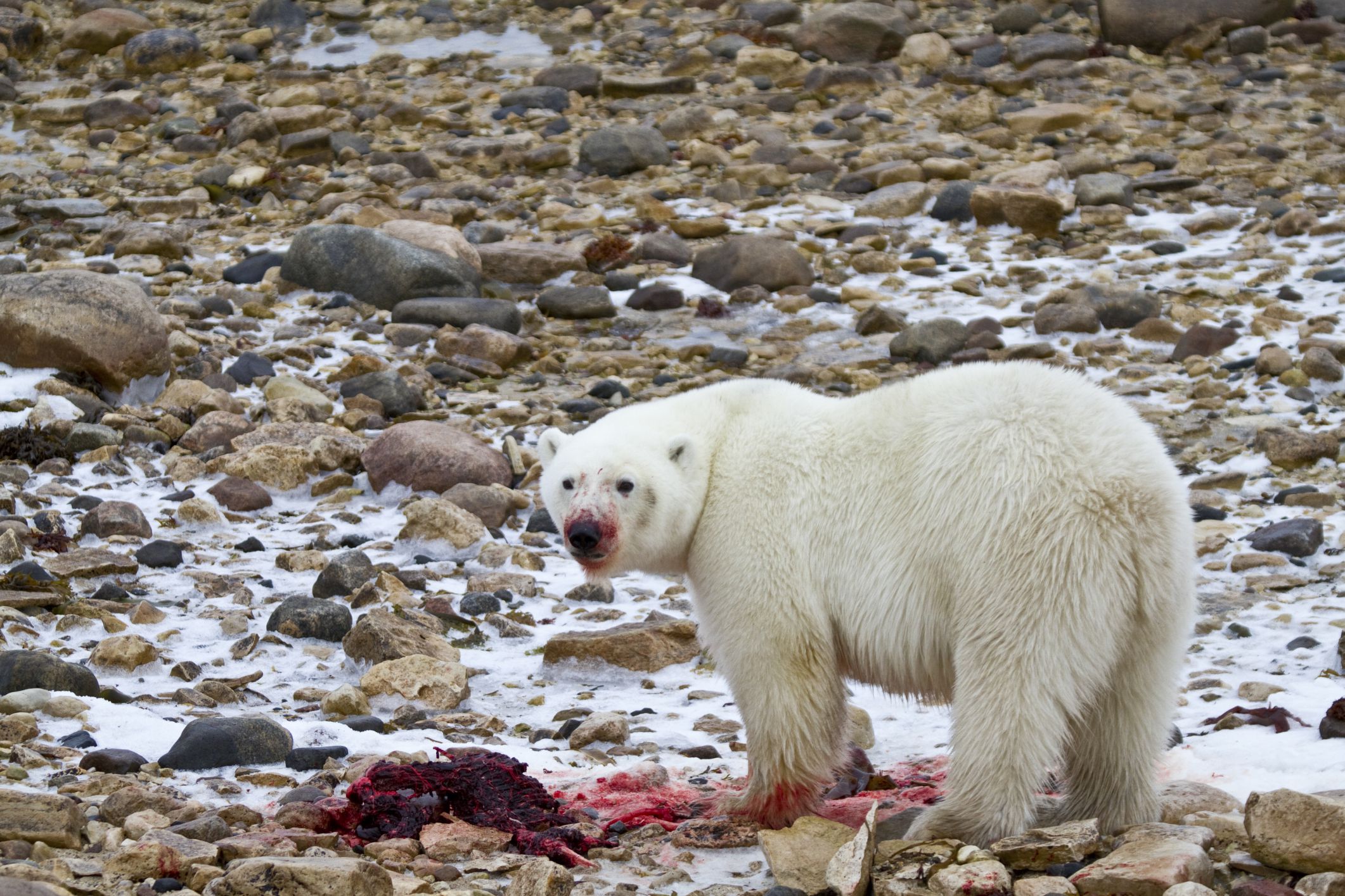 Detail Makanan Beruang Kutub Nomer 14