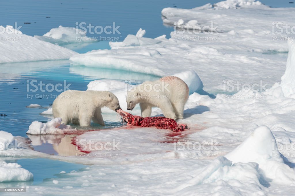 Detail Makanan Beruang Kutub Nomer 24