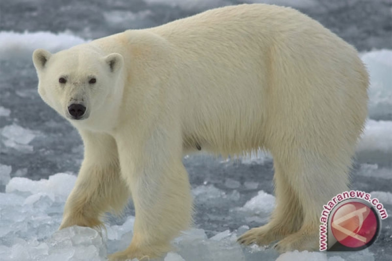 Detail Makanan Beruang Kutub Nomer 29