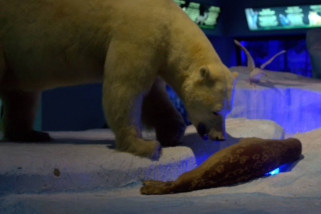 Detail Makanan Beruang Kutub Nomer 48