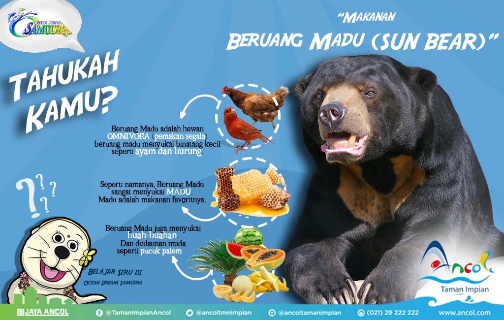 Makanan Beruang Madu - KibrisPDR