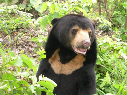 Detail Makanan Beruang Madu Nomer 40