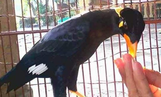 Detail Makanan Burung Beo Nomer 26