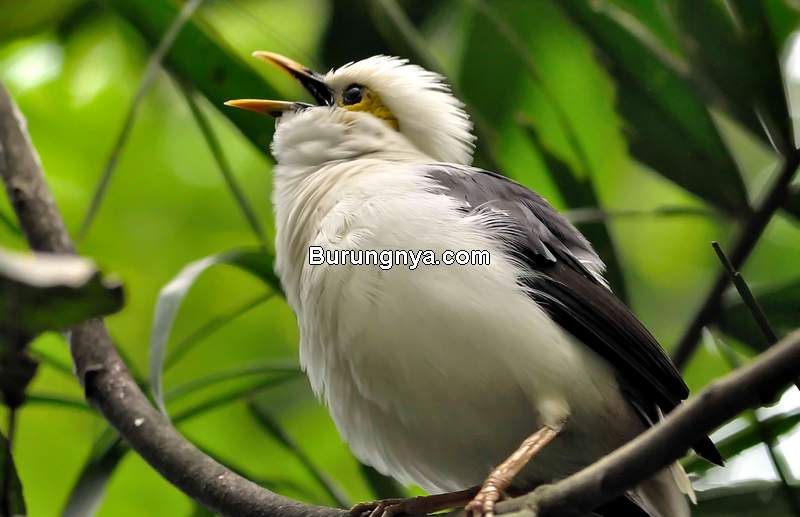 Detail Makanan Burung Beo Nomer 38