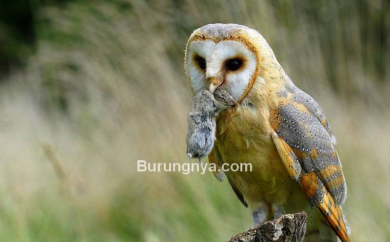 Detail Makanan Burung Hantu Serak Jawa Nomer 11