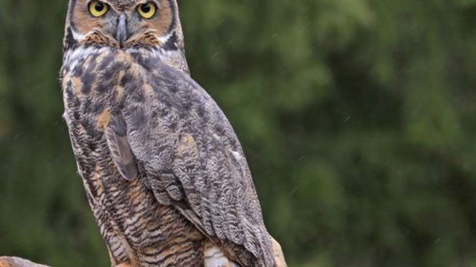 Detail Makanan Burung Hantu Serak Jawa Nomer 21