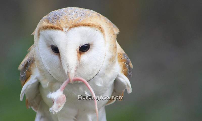 Detail Makanan Burung Hantu Serak Jawa Nomer 30