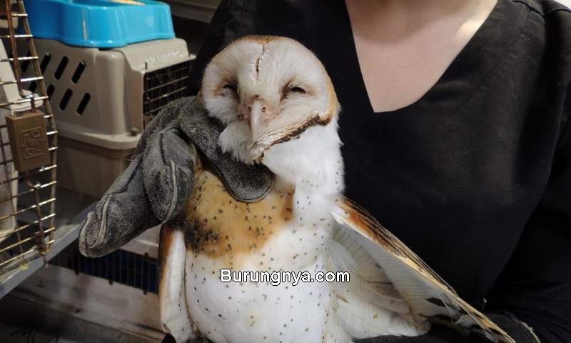 Detail Makanan Burung Hantu Serak Jawa Nomer 5