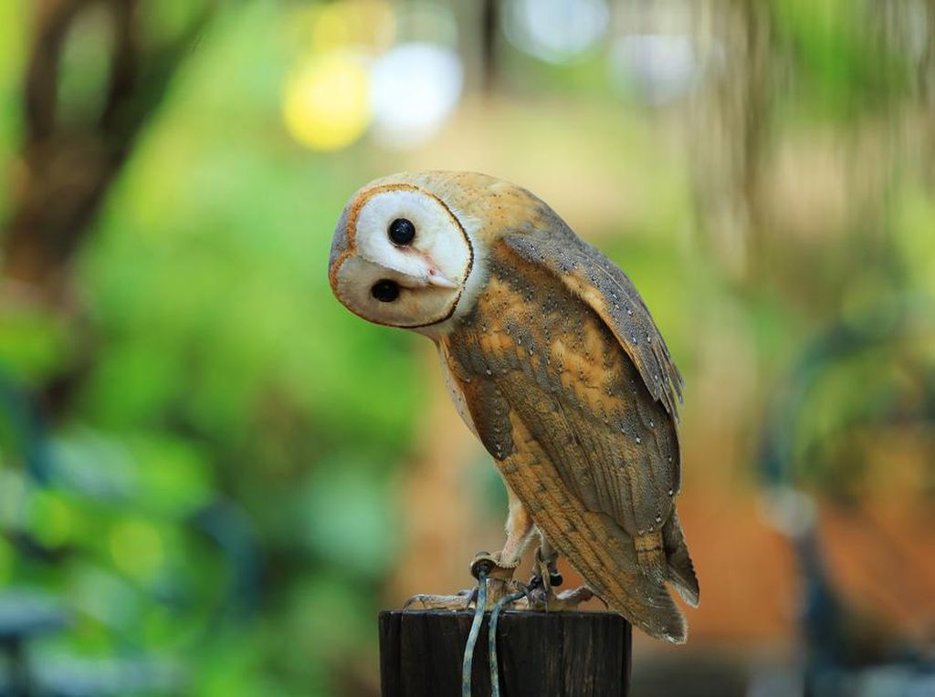 Detail Makanan Burung Hantu Serak Jawa Nomer 35