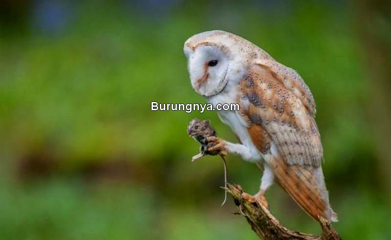 Detail Makanan Burung Hantu Serak Jawa Nomer 41