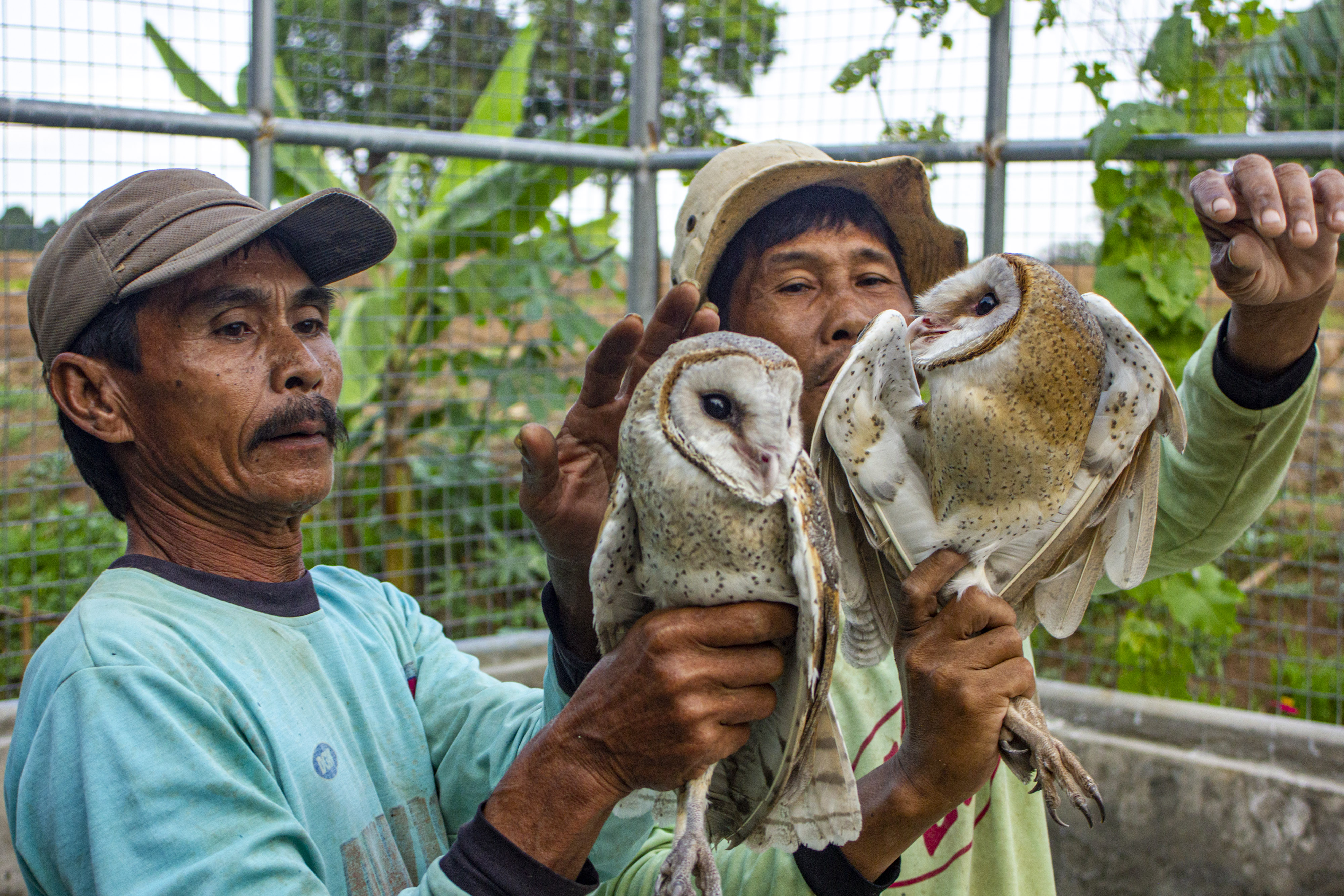 Detail Makanan Burung Hantu Serak Jawa Nomer 44