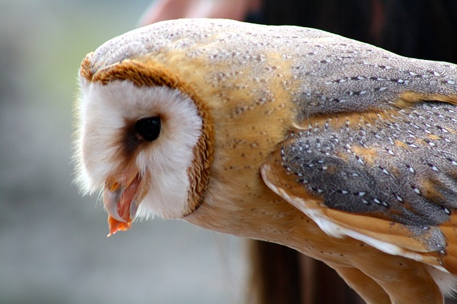 Detail Makanan Burung Hantu Serak Jawa Nomer 7