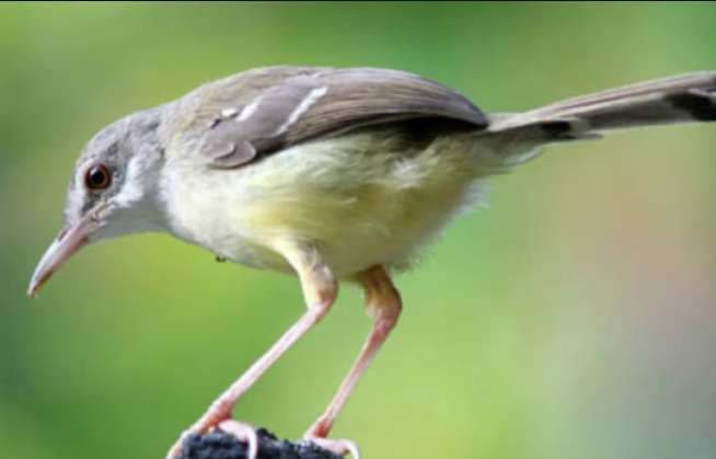 Detail Makanan Burung Kecil Nomer 38