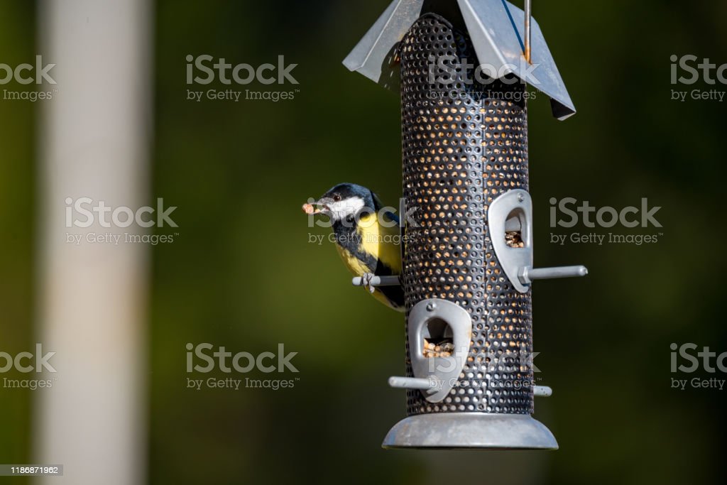 Detail Makanan Burung Kecil Nomer 42