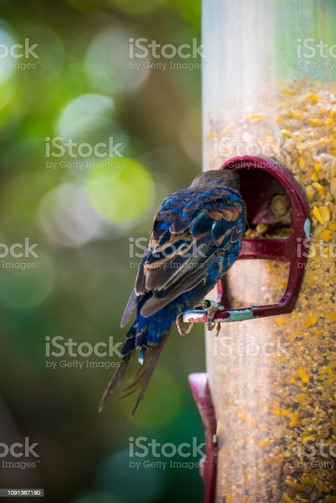 Detail Makanan Burung Kecil Nomer 43