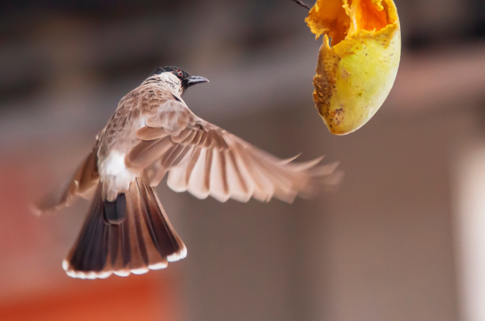 Detail Makanan Burung Kutilang Nomer 2