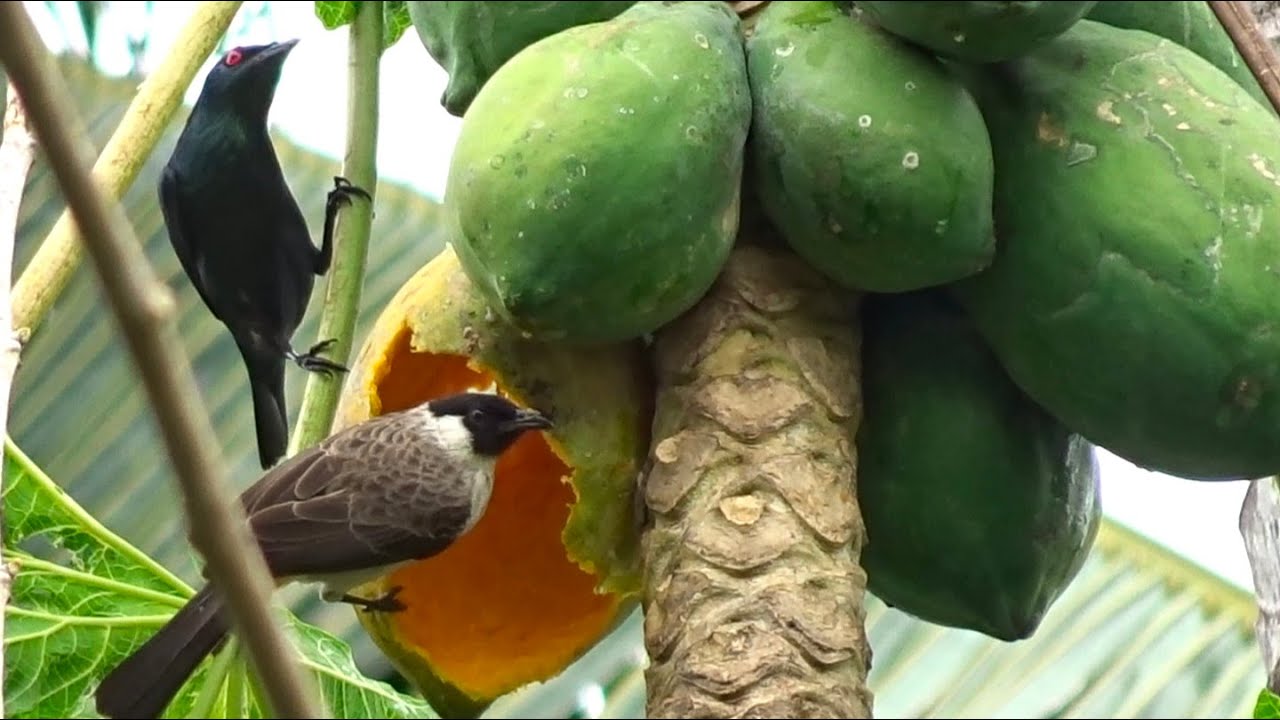 Detail Makanan Burung Kutilang Nomer 19