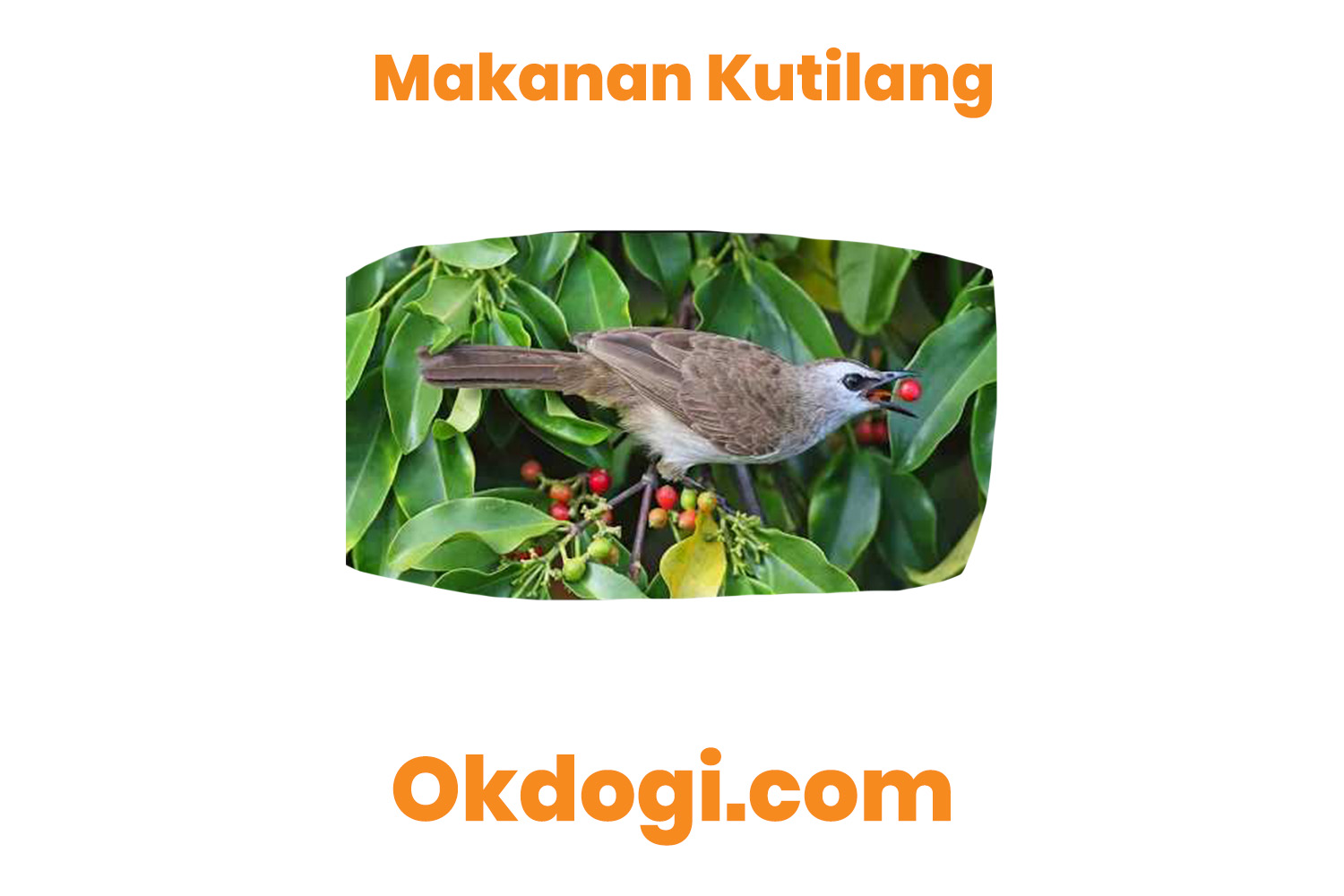 Detail Makanan Burung Kutilang Nomer 21