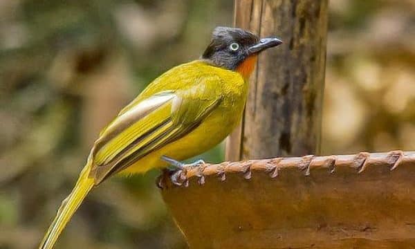 Detail Makanan Burung Kutilang Nomer 39