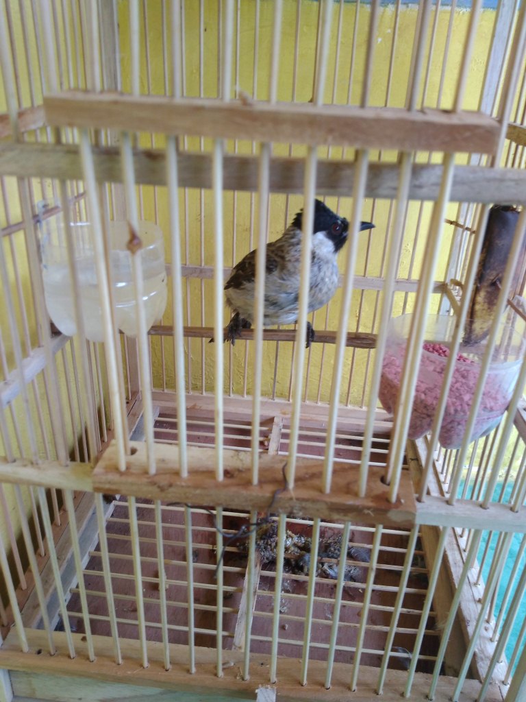 Detail Makanan Burung Kutilang Nomer 45