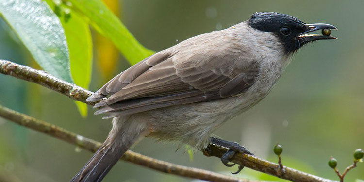 Detail Makanan Burung Kutilang Nomer 6