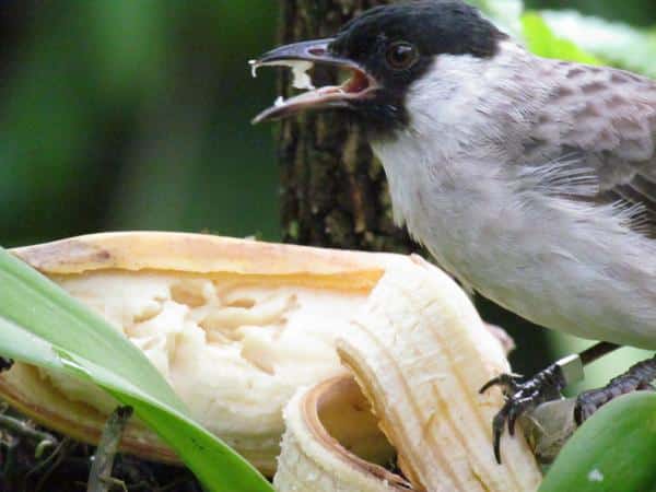 Detail Makanan Burung Kutilang Nomer 7