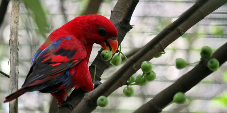 Detail Makanan Burung Nuri Merah Nomer 2