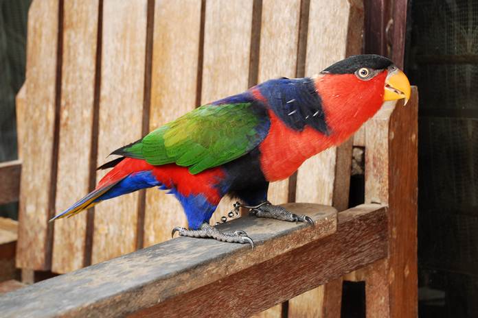 Detail Makanan Burung Nuri Merah Nomer 10