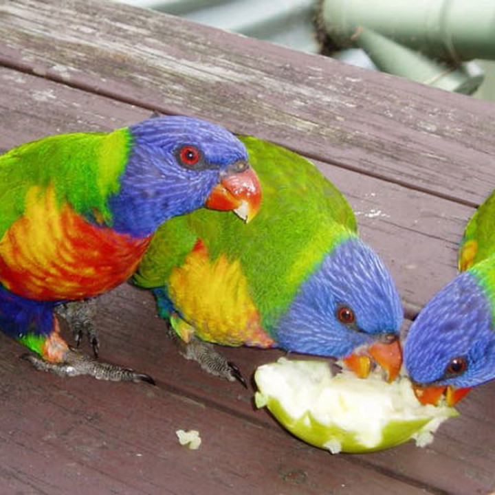 Detail Makanan Burung Nuri Merah Nomer 3