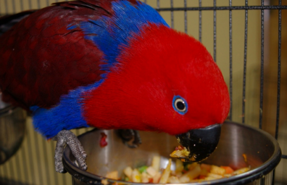 Detail Makanan Burung Nuri Merah Nomer 4