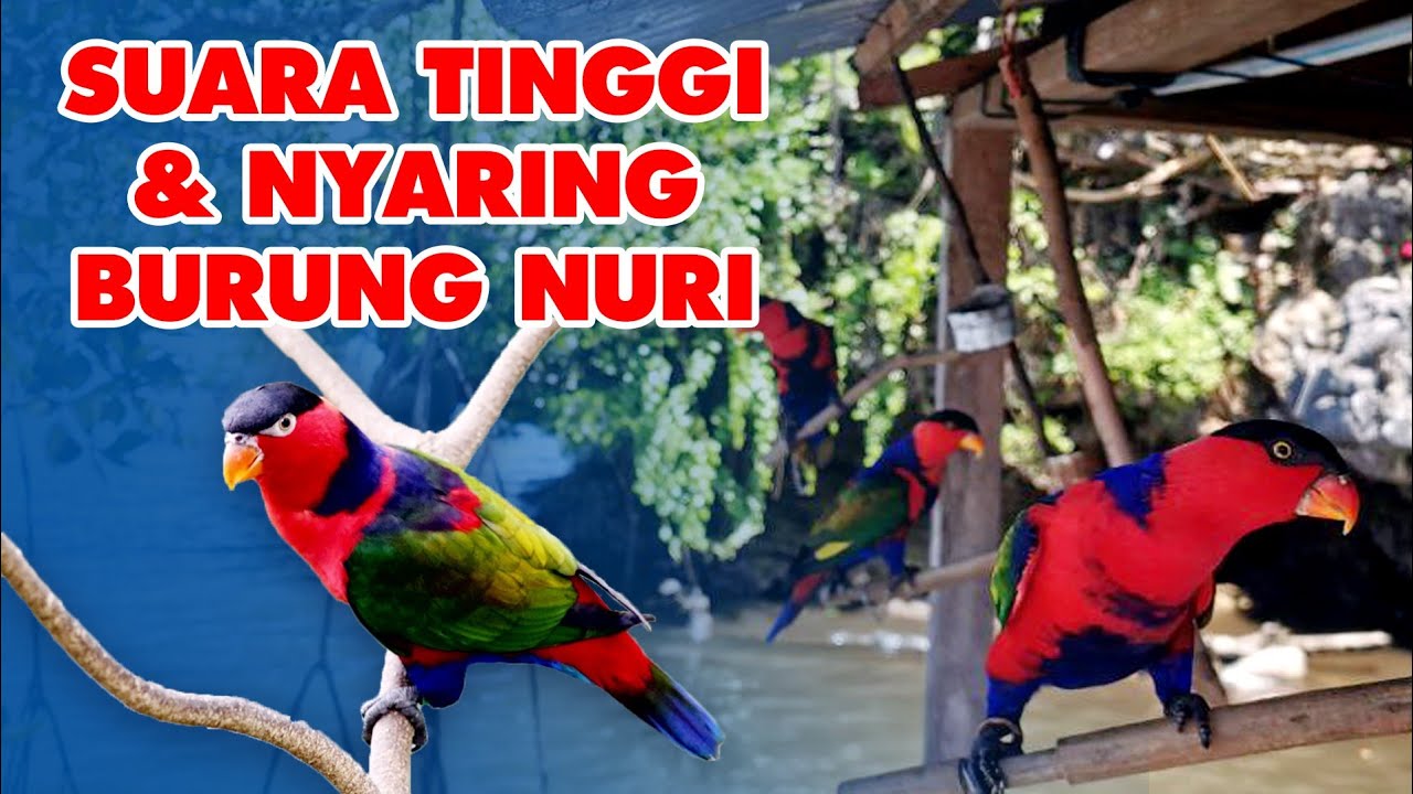 Detail Makanan Burung Nuri Merah Nomer 39