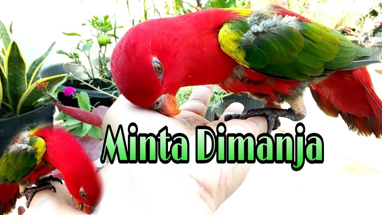 Detail Makanan Burung Nuri Merah Nomer 42