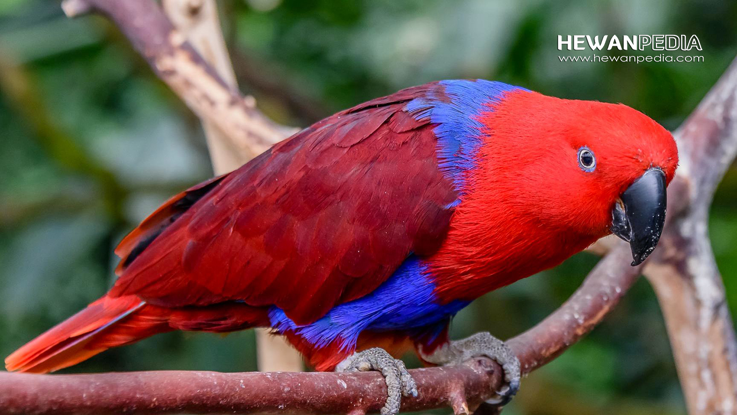 Detail Makanan Burung Nuri Merah Nomer 46