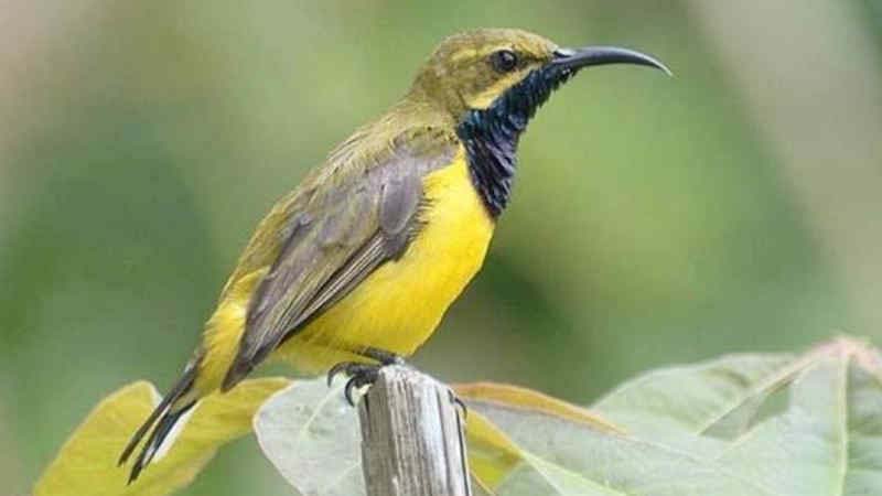 Detail Makanan Burung Paruh Panjang Nomer 16