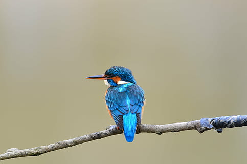 Detail Makanan Burung Paruh Panjang Nomer 36