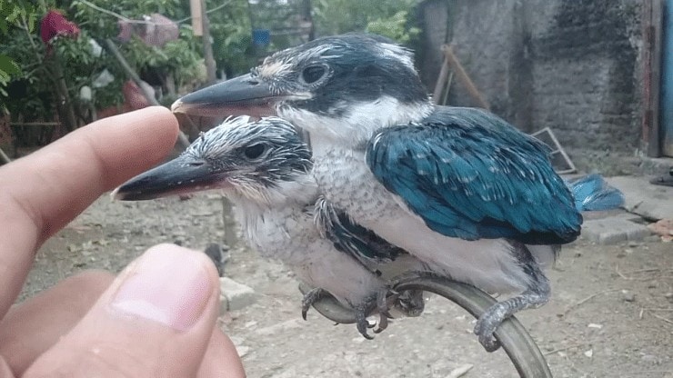 Detail Makanan Burung Paruh Panjang Nomer 38