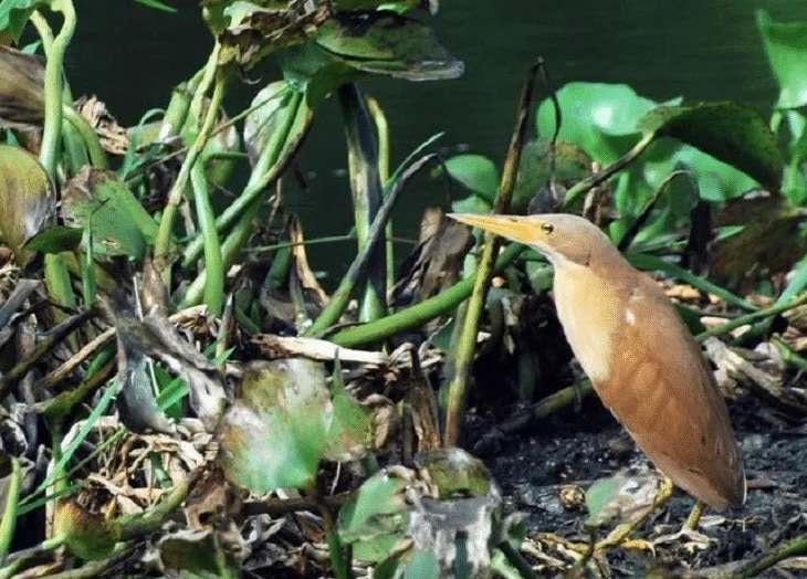 Detail Makanan Burung Paruh Panjang Nomer 41