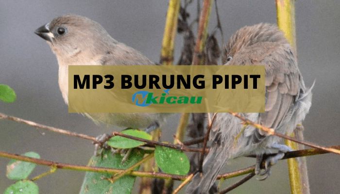 Download Makanan Burung Peking Nomer 51