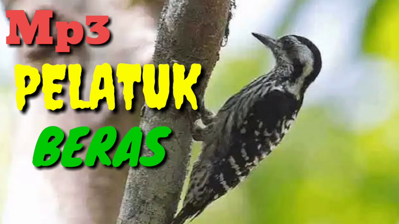 Detail Makanan Burung Pelatuk Nomer 45