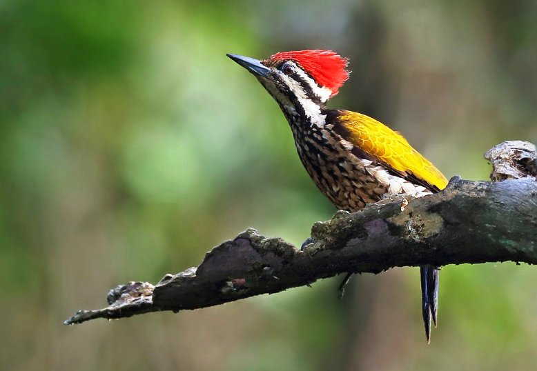 Detail Makanan Burung Pelatuk Nomer 8