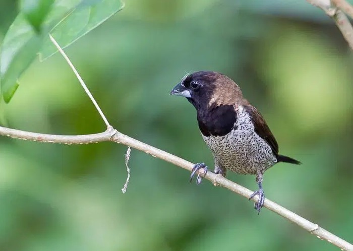 Detail Makanan Burung Pipit Kecil Nomer 30