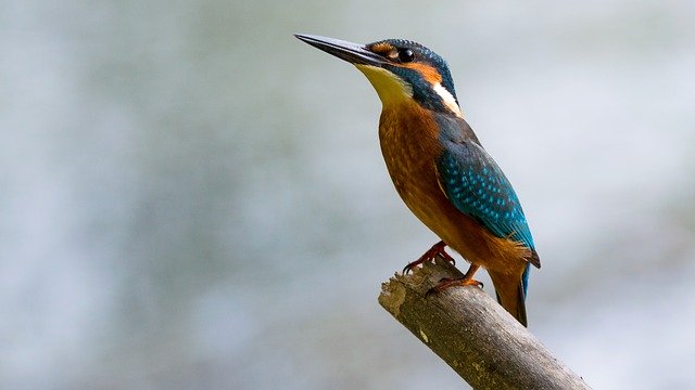 Detail Makanan Burung Pipit Kecil Nomer 31