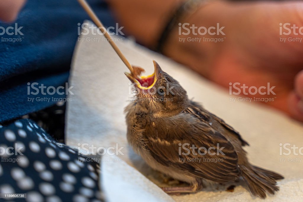 Detail Makanan Burung Pipit Kecil Nomer 38