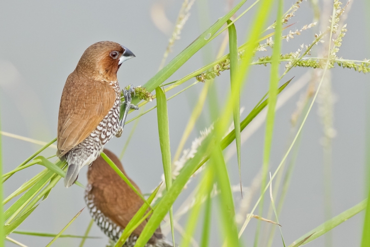 Detail Makanan Burung Pipit Kecil Nomer 43