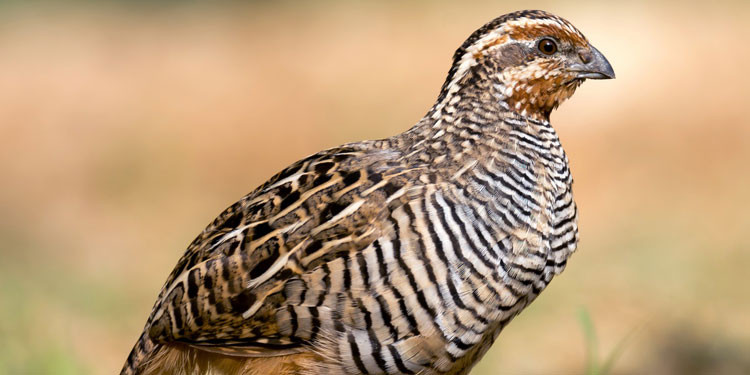 Detail Makanan Burung Puyuh Anakan Nomer 16