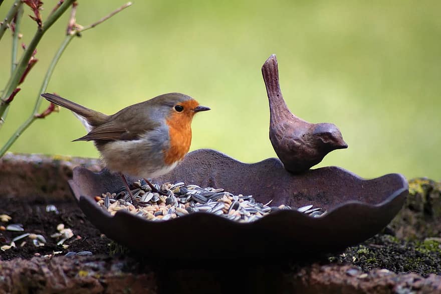 Detail Makanan Burung Robin Nomer 22