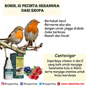 Detail Makanan Burung Robin Nomer 40