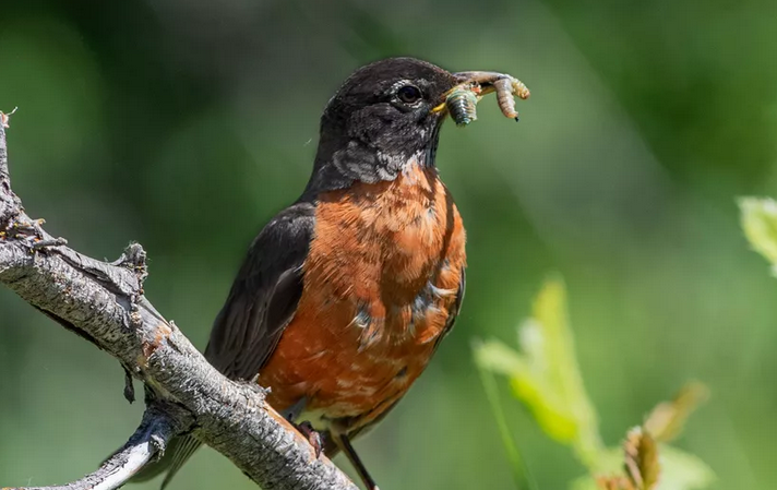 Detail Makanan Burung Robin Nomer 9