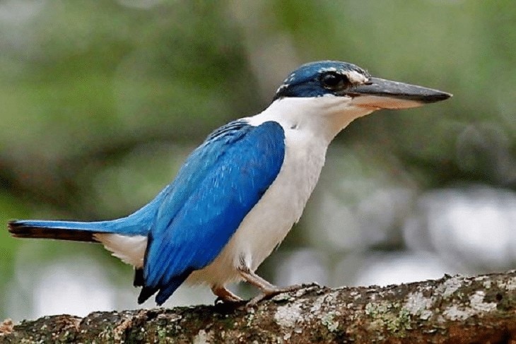 Detail Makanan Burung Tengkek Udang Nomer 11